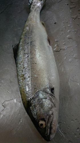 キザキマスの釣果