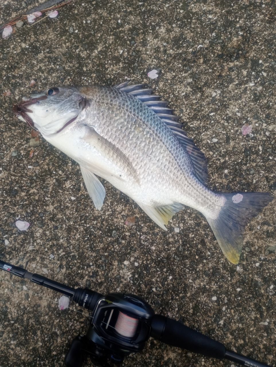 SHIMANO 19SLX MGL 71HG LEFTの最安値・インプレ・釣果 | 本音の口コミ