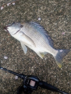 キビレの釣果