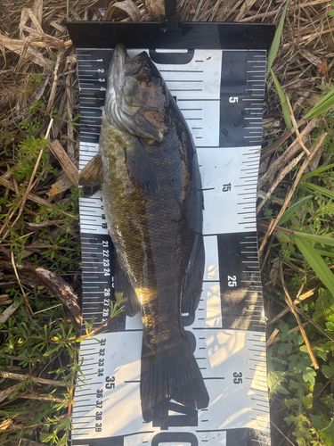 スモールマウスバスの釣果