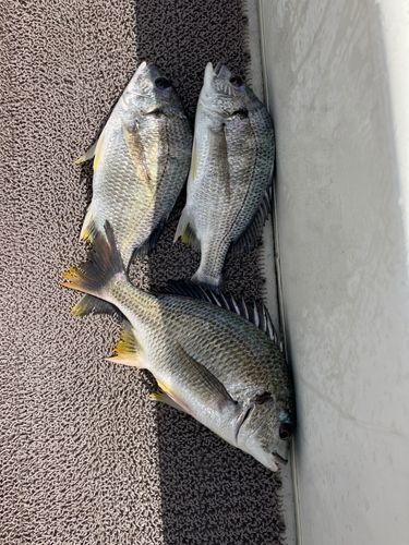 キビレの釣果