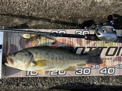 ラージマウスバスの釣果