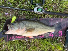 ブラックバスの釣果