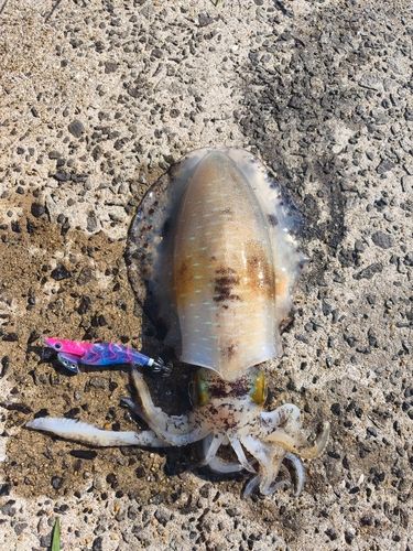 アオリイカの釣果