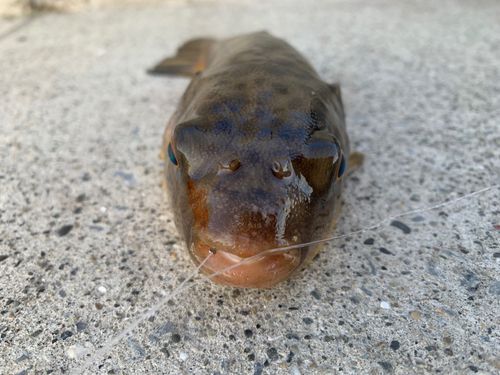 アカメフグの釣果