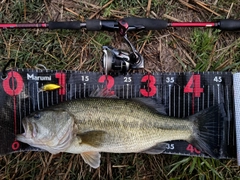 ブラックバスの釣果