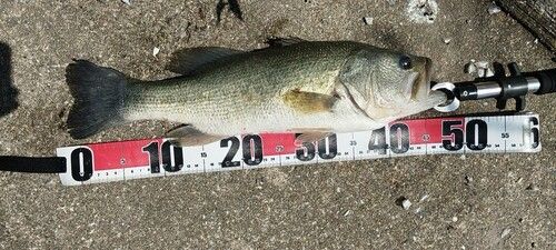 タイリクスズキの釣果
