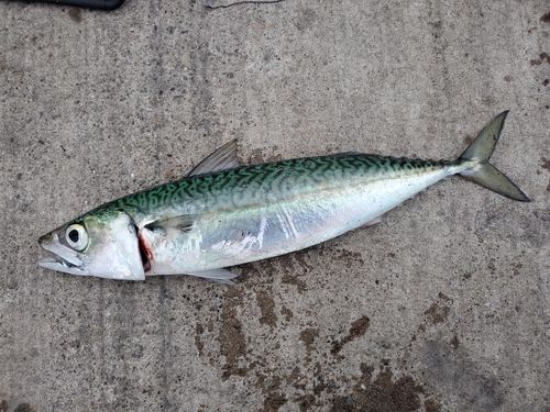 サバの釣果