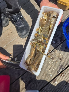 シャコエビの釣果