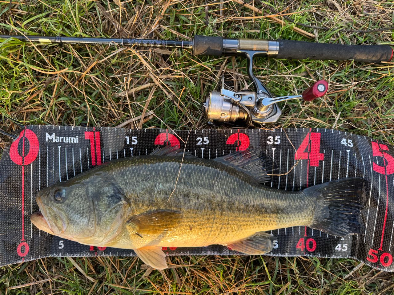 DAIWA 18ハートランド 671LFS-18の最安値・インプレ・釣果 | 本音の