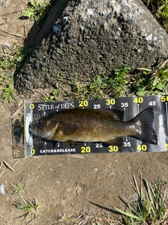 スモールマウスバスの釣果