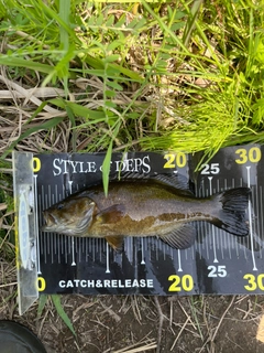 スモールマウスバスの釣果
