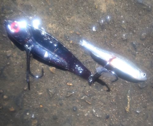 クチボソの釣果