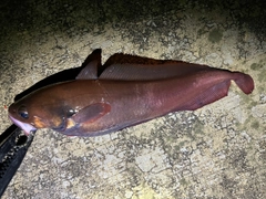 ドンコの釣果