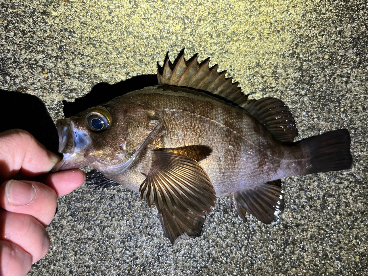 AbuGarcia クロスフィールド XRFS-764L-TEの最安値・インプレ・釣果