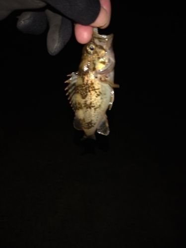 メバルの釣果