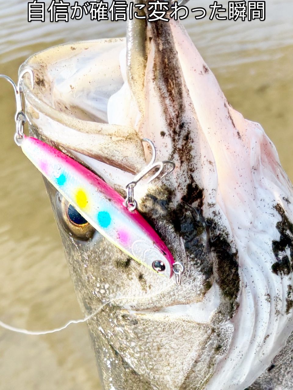 グランデージSTD96MH GRANDAGE STD 96MH APIA APIA GRANDAGE STD.96MH (Spinning 2-piece) – Fishing Ocean Kuma