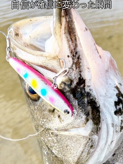 シーバスの釣果