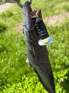 ナマズの釣果