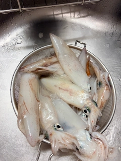 マルイカの釣果