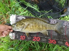 スモールマウスバスの釣果