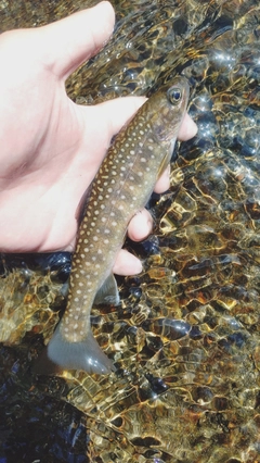 イワナの釣果