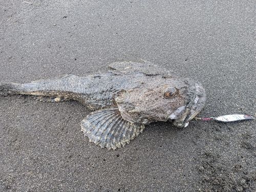 トゲカジカの釣果