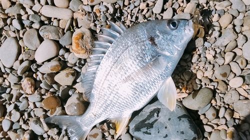 キビレの釣果