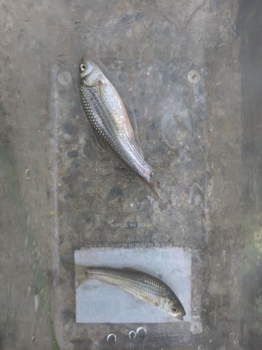 タモロコの釣果