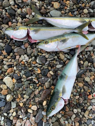 ツバスの釣果