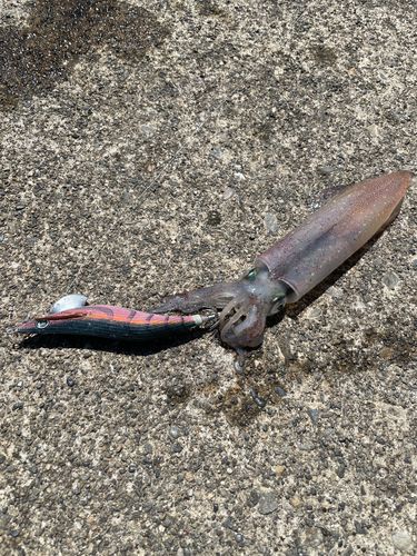 ヤリイカの釣果