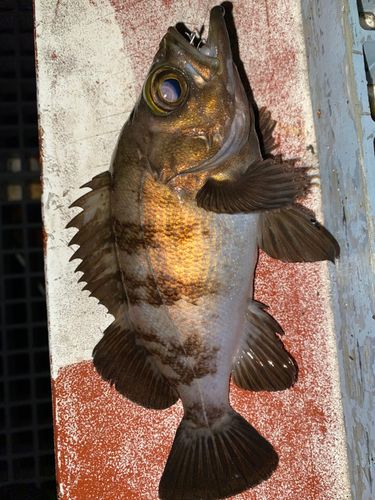 メバルの釣果