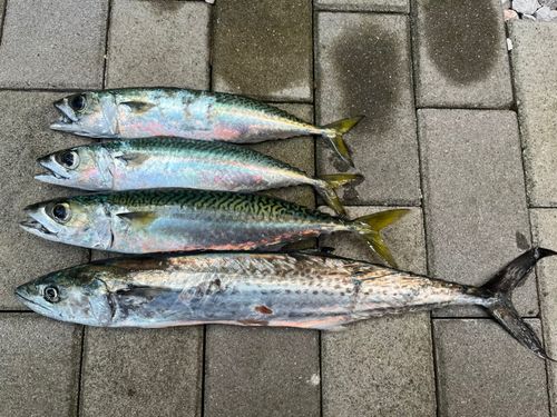 サバの釣果