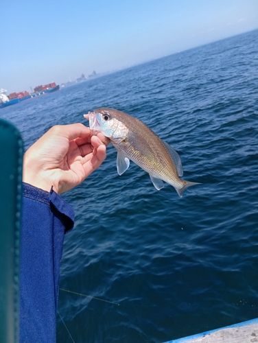 シログチの釣果