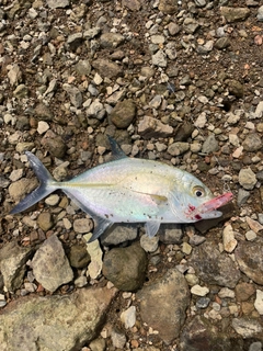 カスミアジの釣果