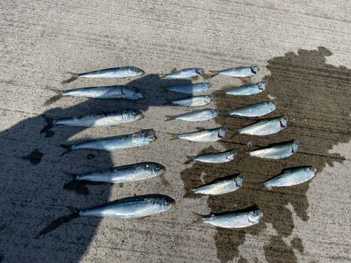 サッパの釣果