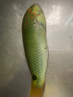ミツボシキュウセンの釣果