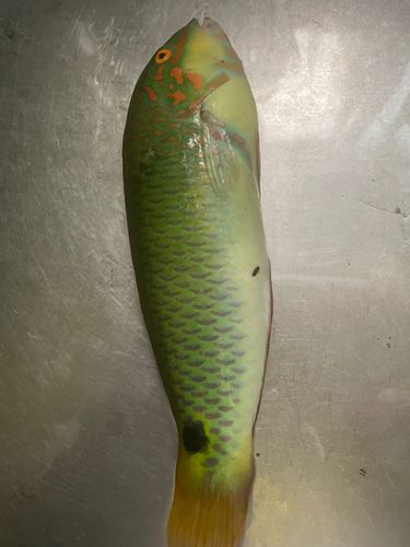 ミツボシキュウセンの釣果