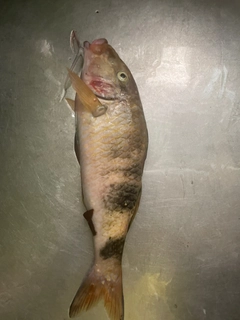 オジサンの釣果