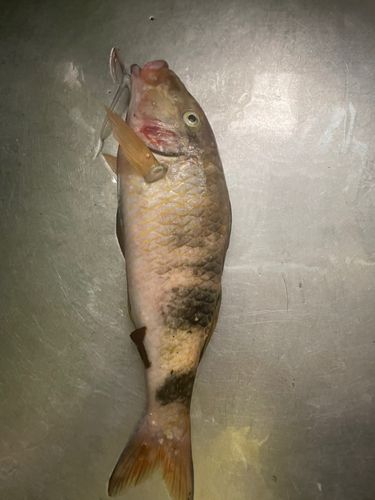 オジサンの釣果