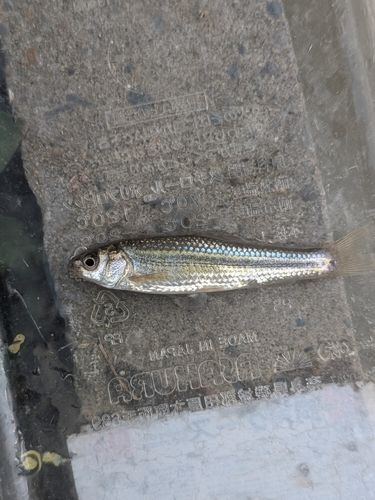 タモロコの釣果