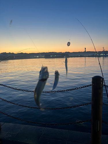 イワシの釣果
