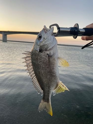 キビレの釣果