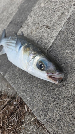 ボラの釣果