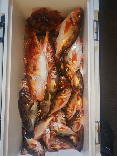 ヤナギの釣果