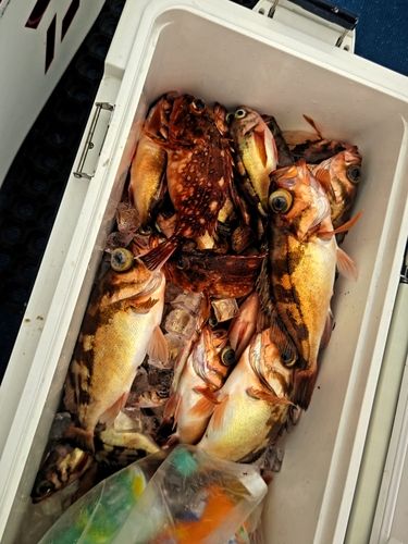 ヤナギの釣果