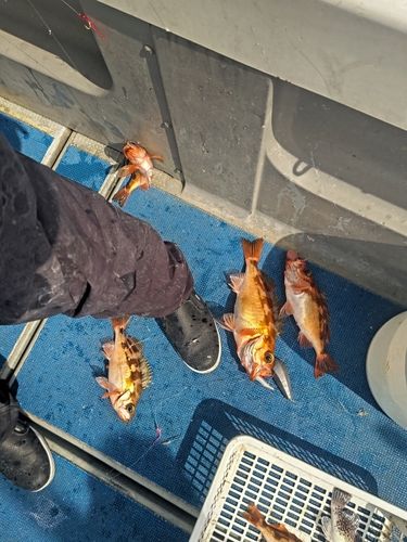 ヤナギの釣果