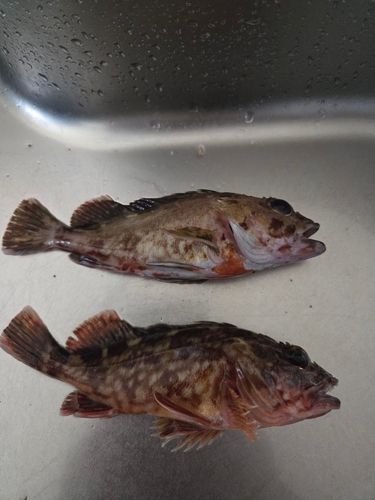 カサゴの釣果
