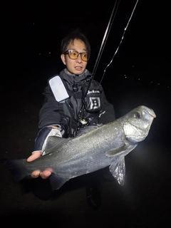 ヒラスズキの釣果