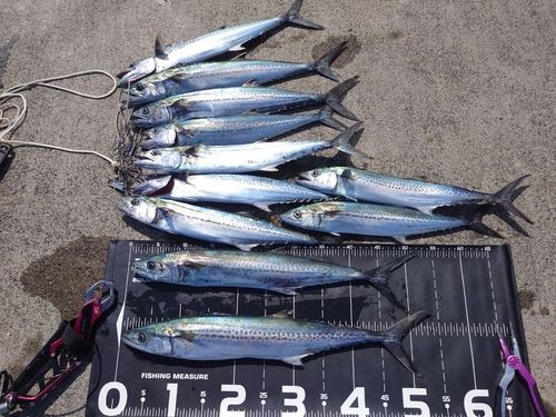 サゴシの釣果